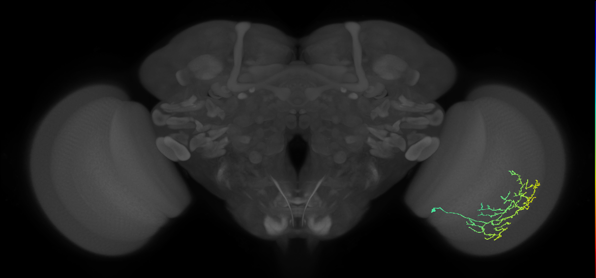 Cm11c_R (MaleCNS:46461)