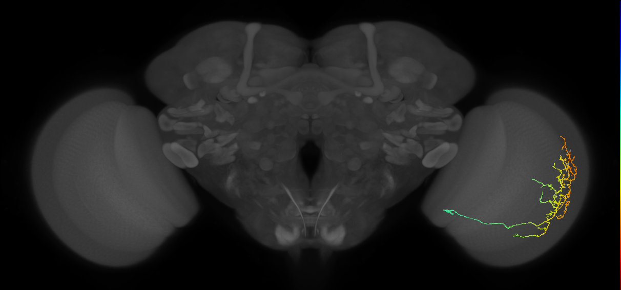 Cm11c_R (MaleCNS:42546)