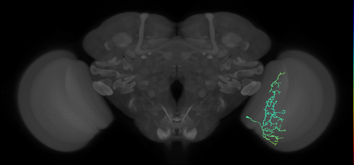 Cm11c_R (MaleCNS:47854)