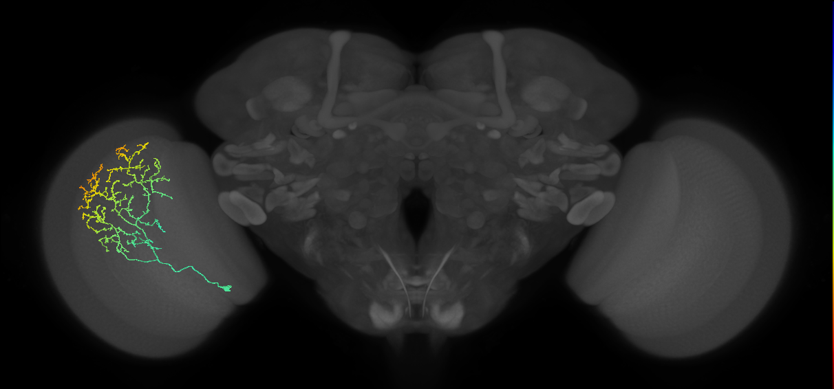 Cm11c_L (MaleCNS:33173)