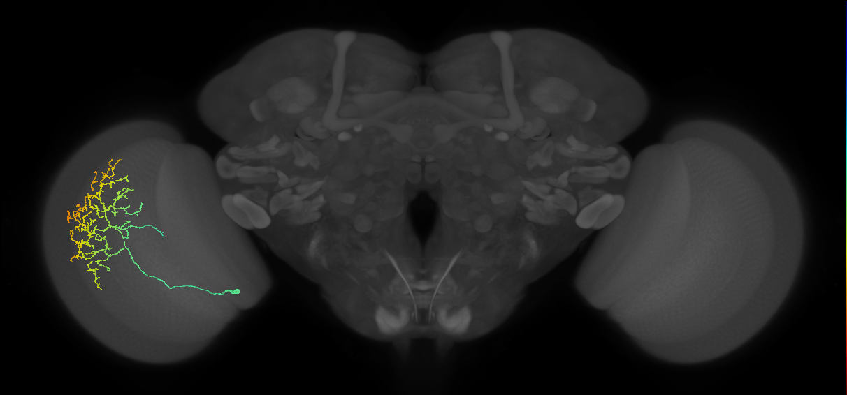 Cm11c_L (MaleCNS:22035)