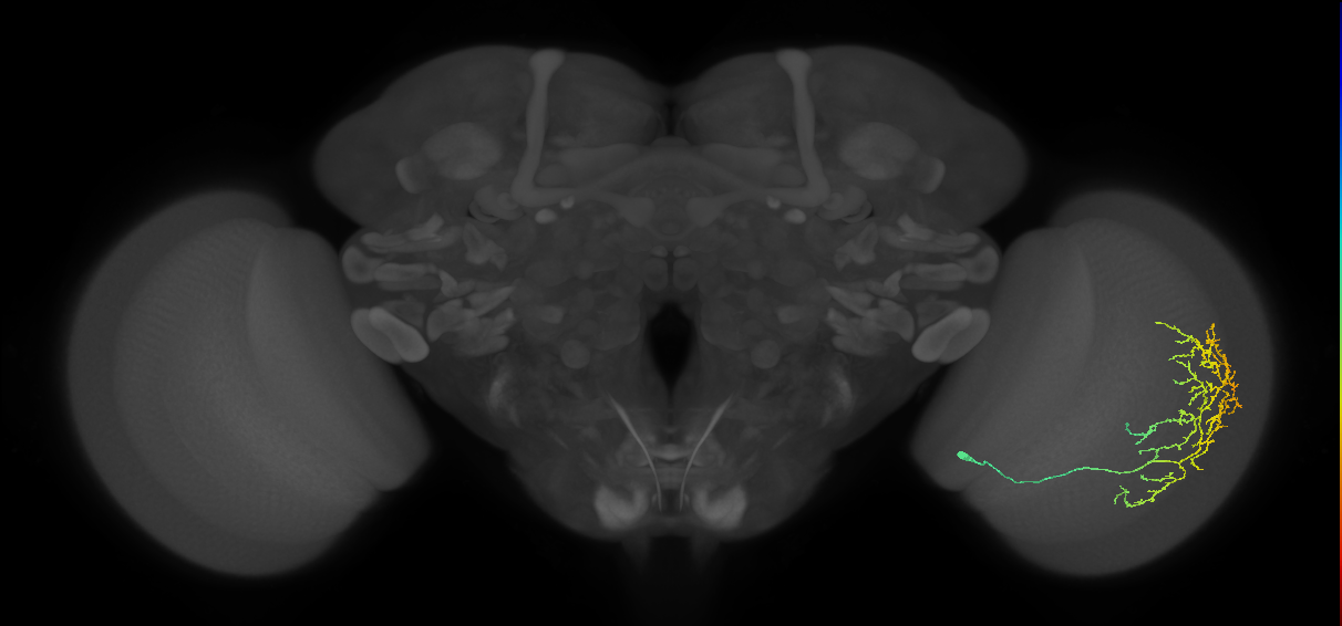 Cm11c_R (MaleCNS:38968)