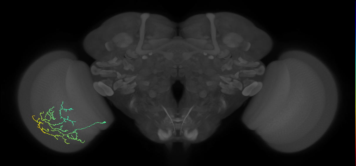 Cm11c_L (MaleCNS:48069)