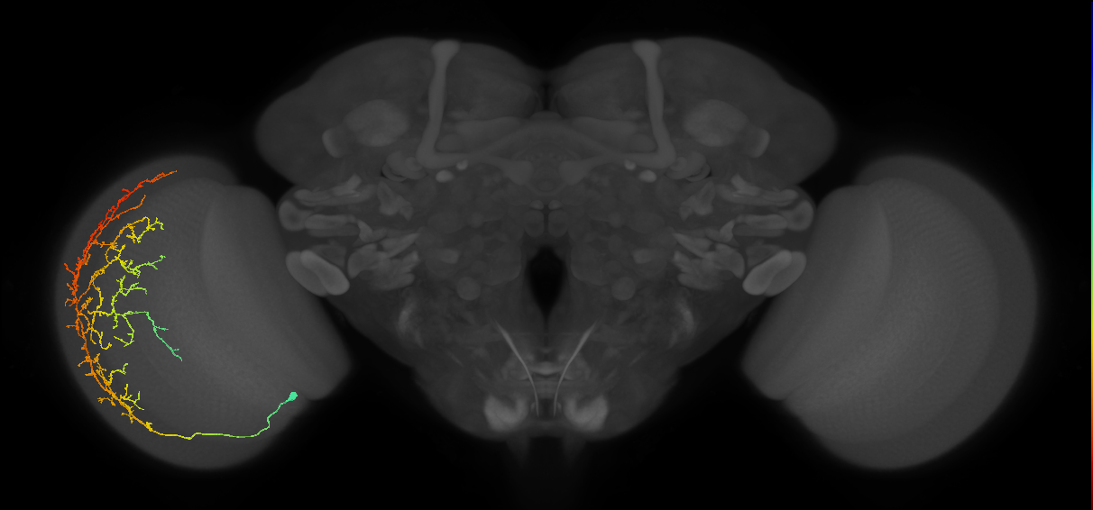 Cm11d_L (MaleCNS:21680)