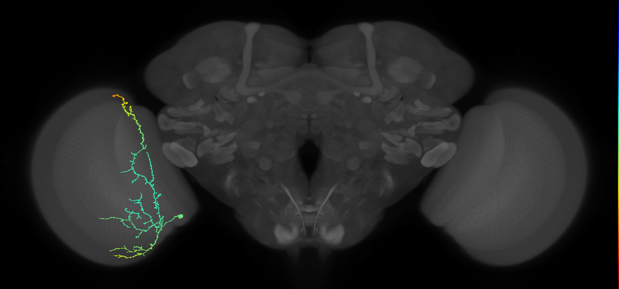 Cm11d_L (MaleCNS:27272)