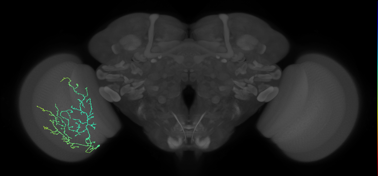 Cm11d_L (MaleCNS:36163)