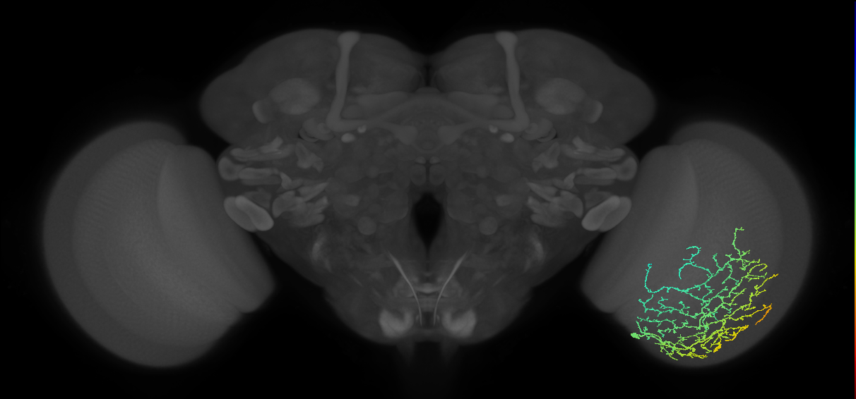 Cm11d_R (MaleCNS:21969)