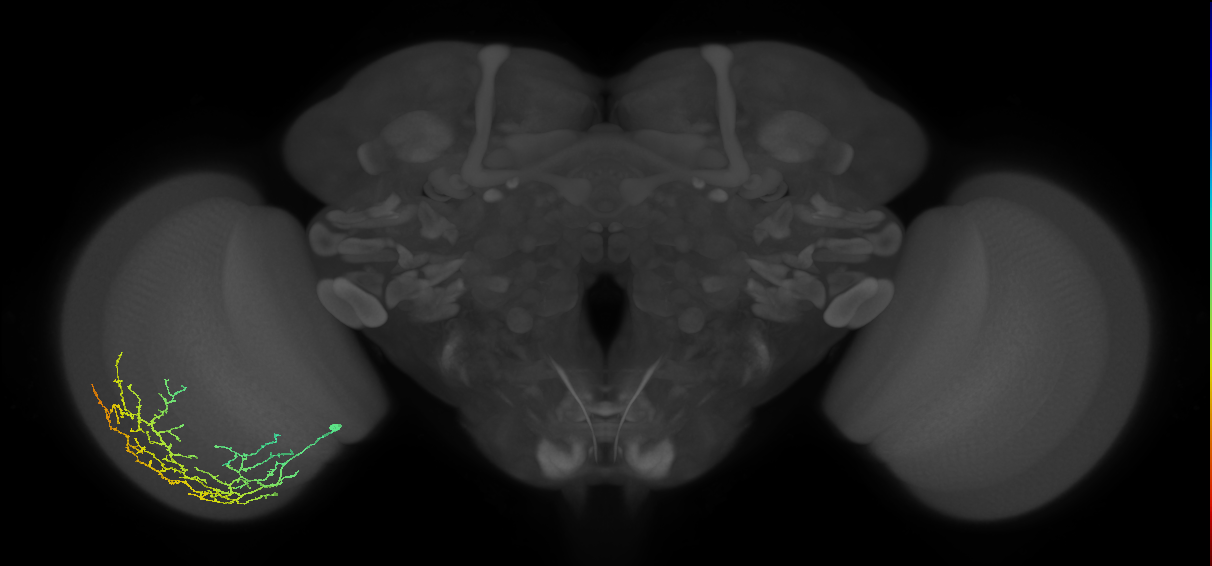 Cm11d_L (MaleCNS:36643)