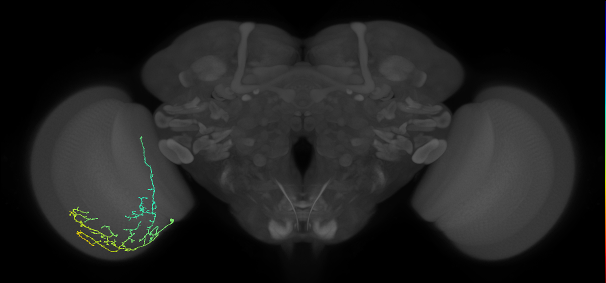 Cm11d_L (MaleCNS:513990)