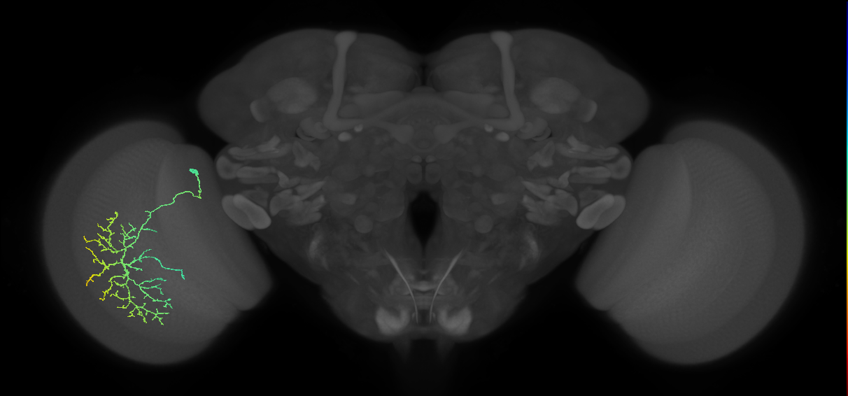 Cm12_L (MaleCNS:512403)