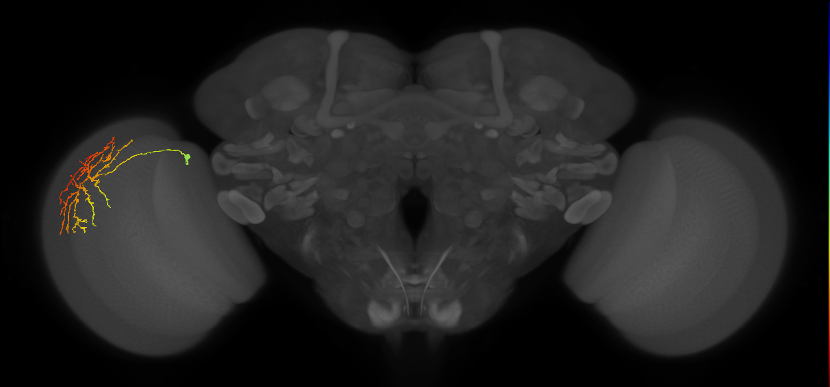 Cm12_L (MaleCNS:50578)