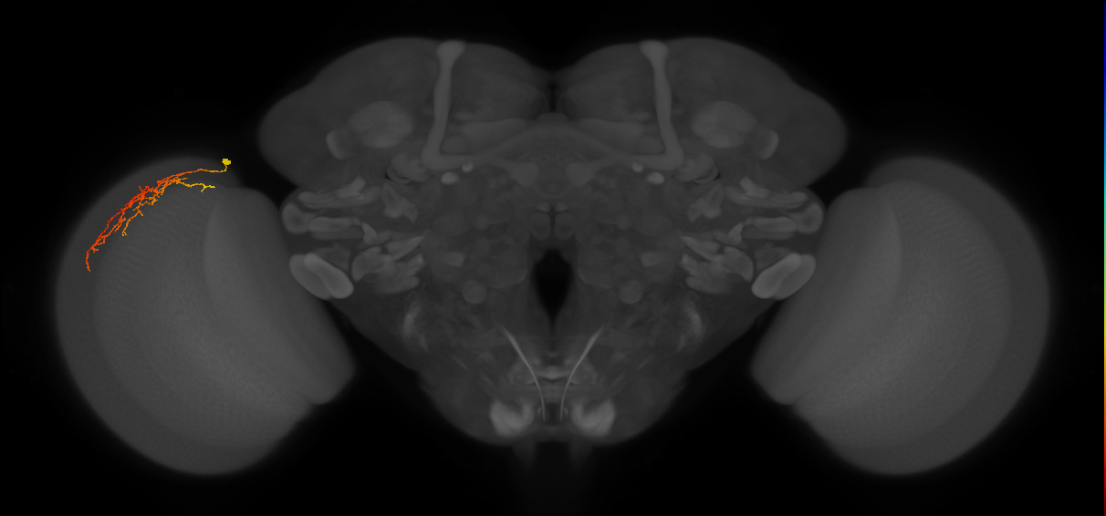 Cm12_L (MaleCNS:90970)