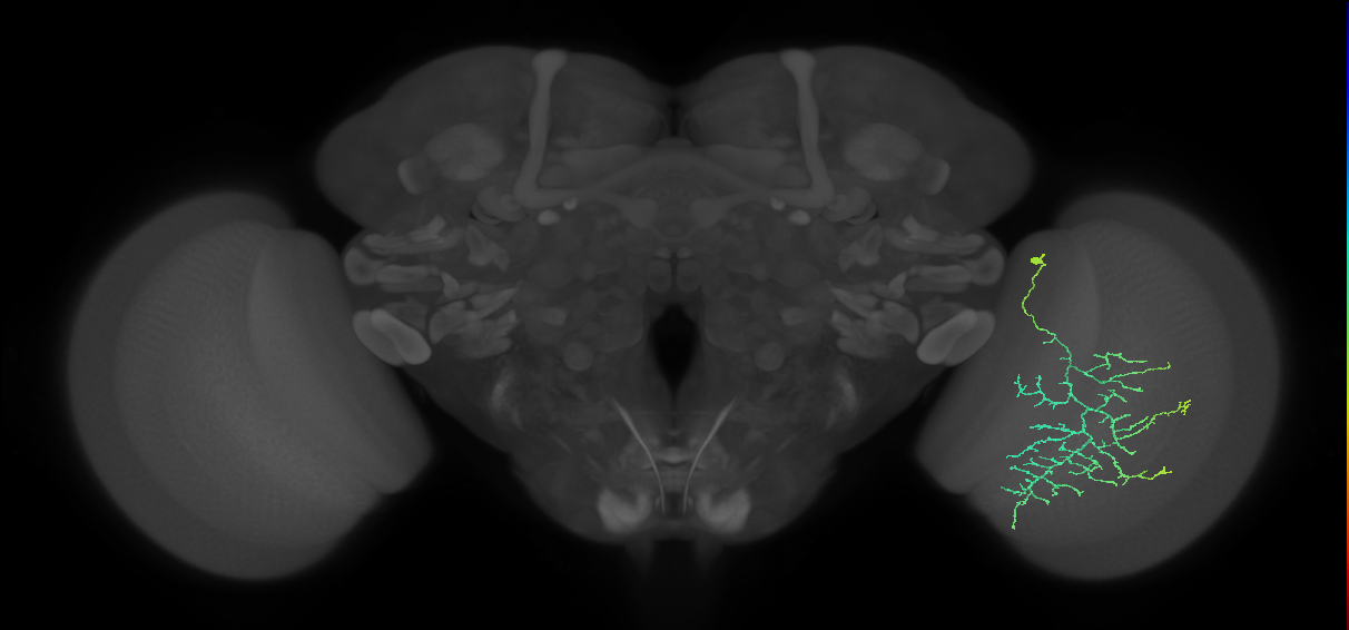 Cm12_R (MaleCNS:43318)