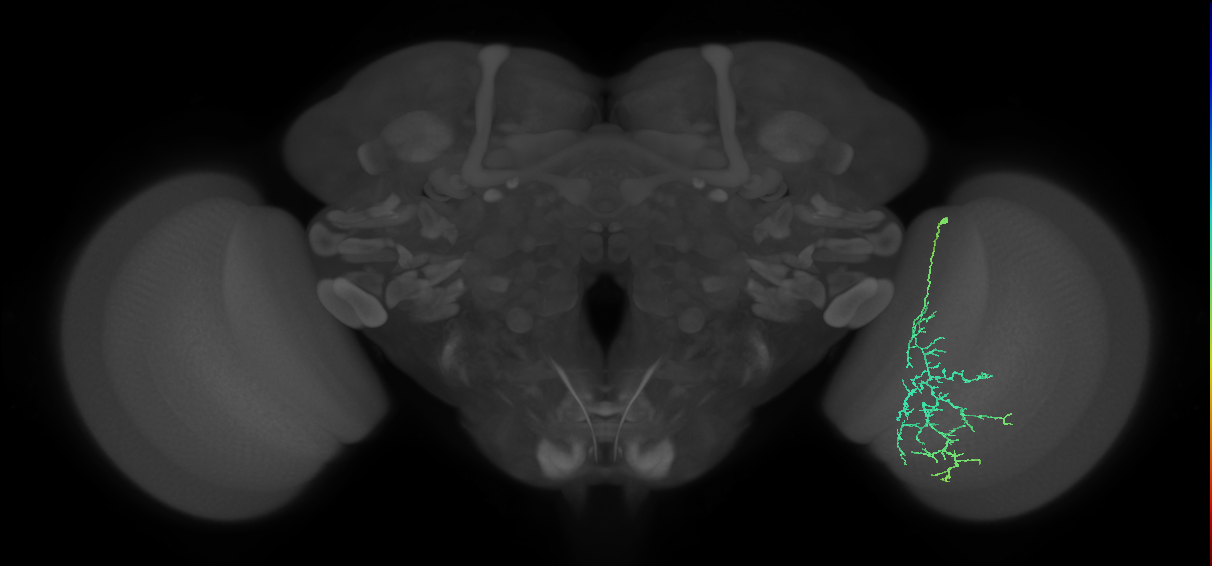 Cm12_R (MaleCNS:55916)