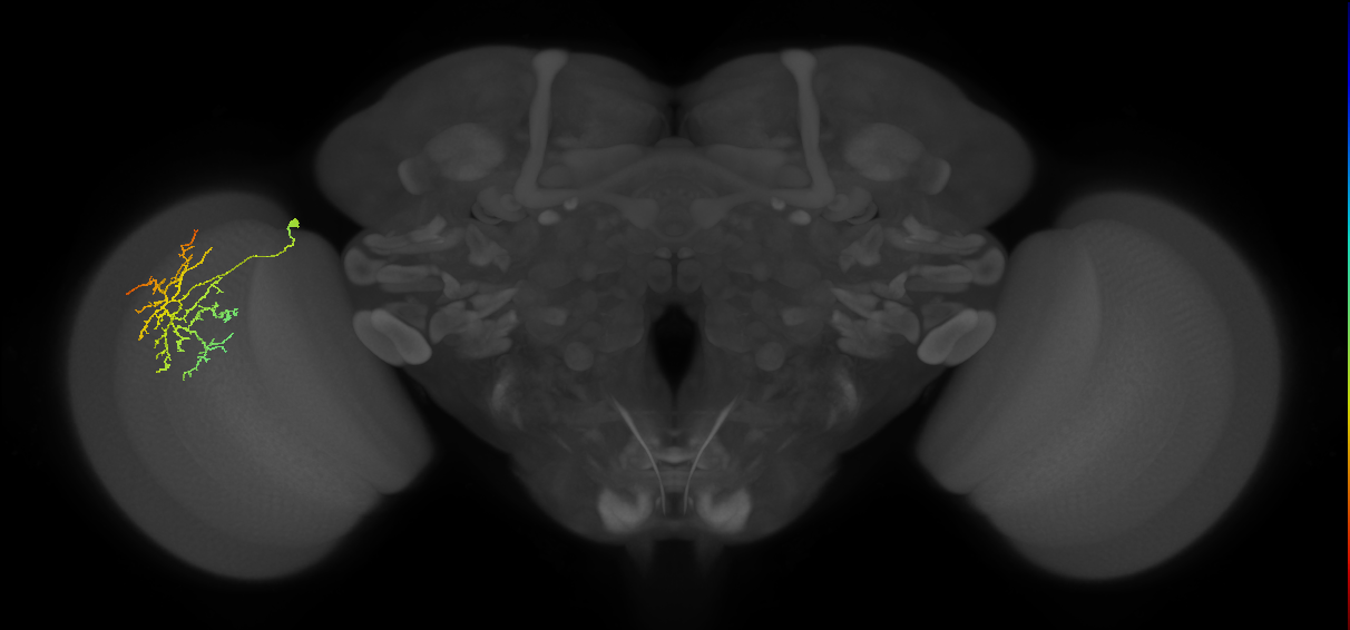 Cm12_L (MaleCNS:57903)