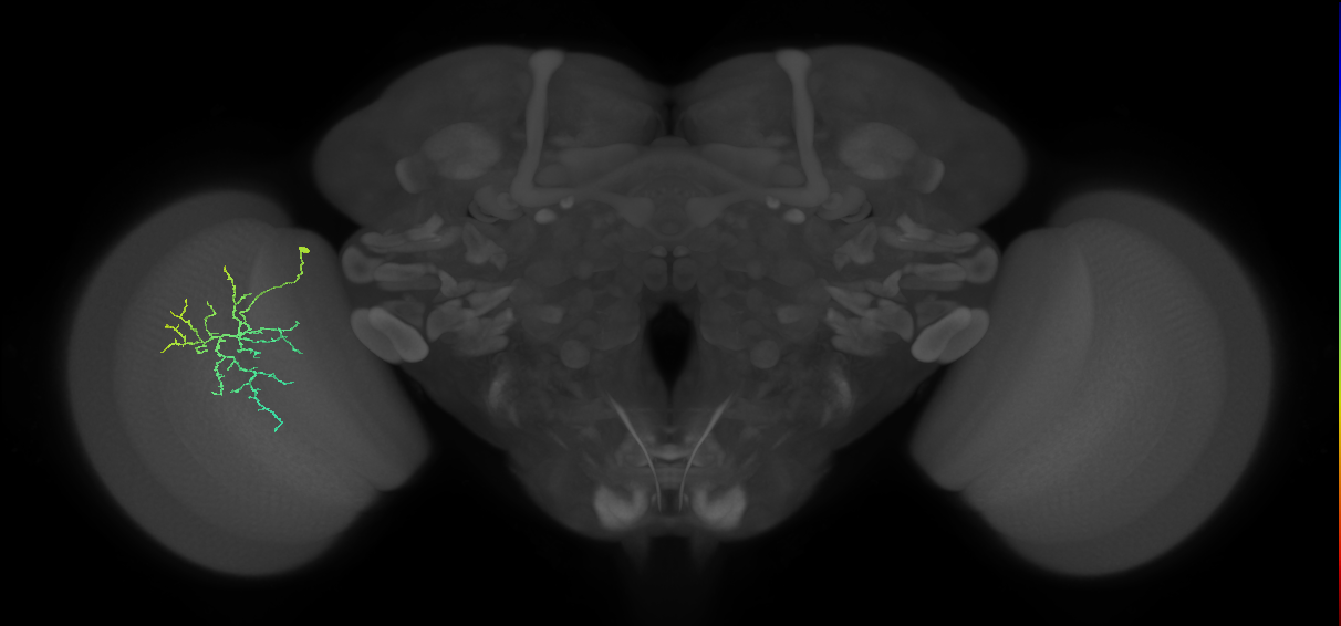 Cm12_L (MaleCNS:73088)