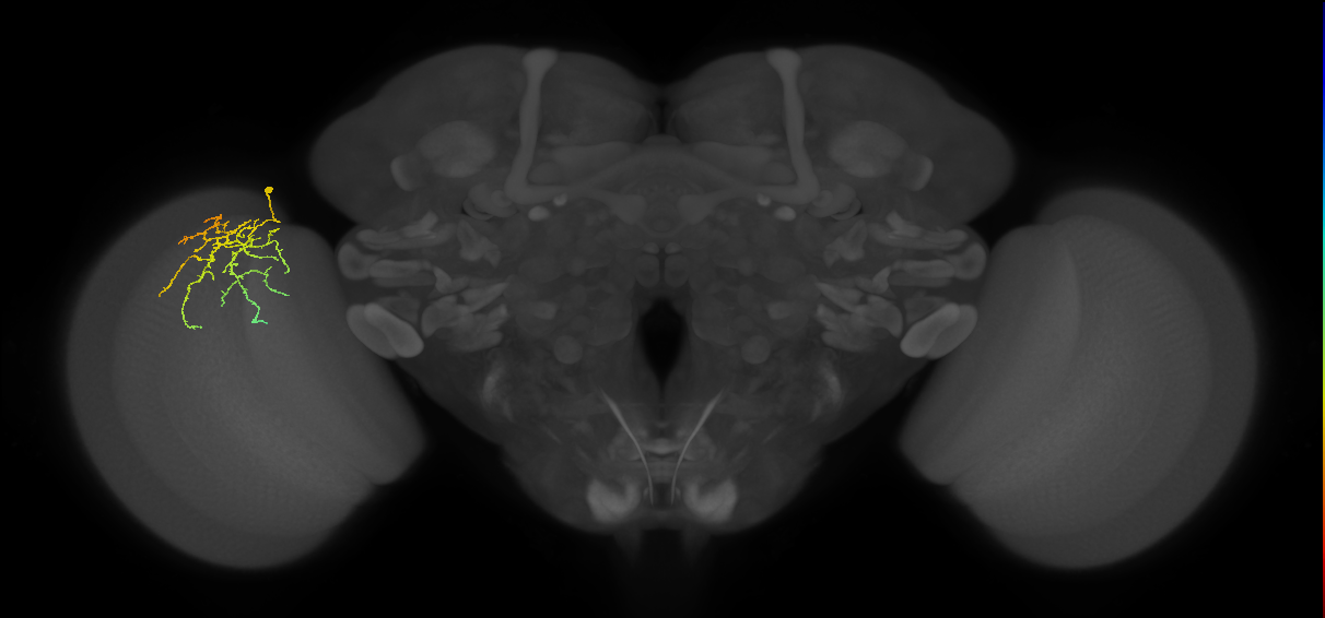 Cm12_L (MaleCNS:112991)