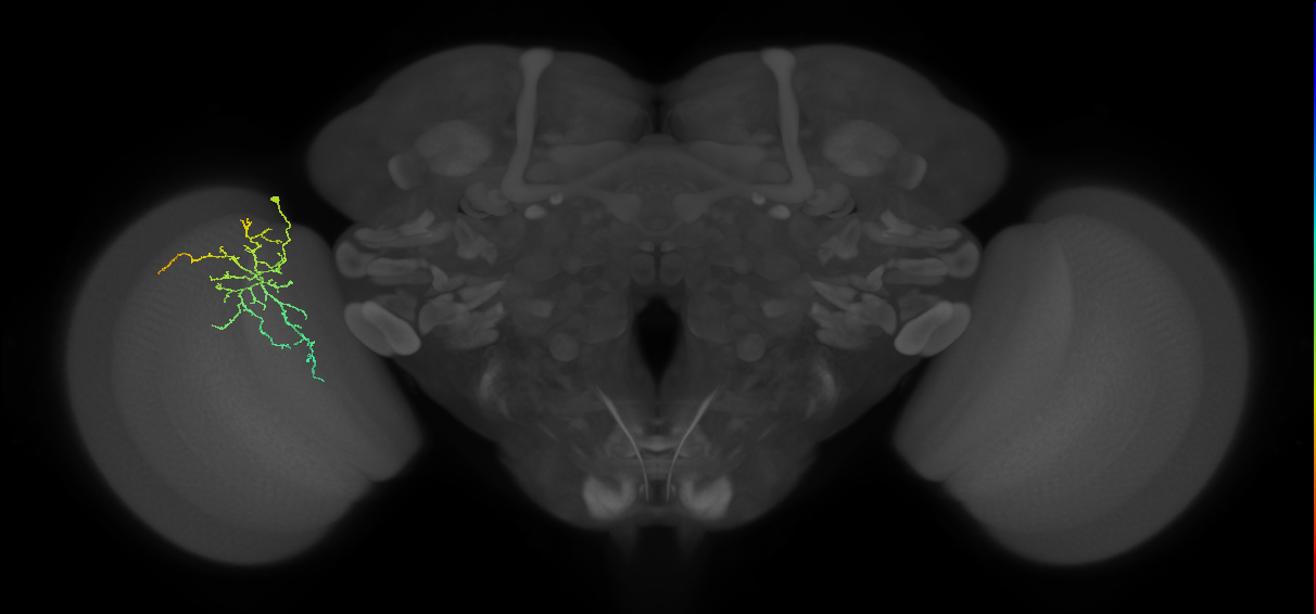 Cm12_L (MaleCNS:74774)