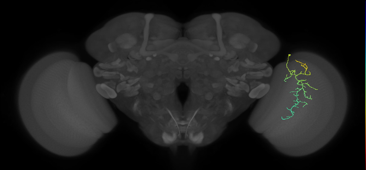 Cm12_R (MaleCNS:76790)