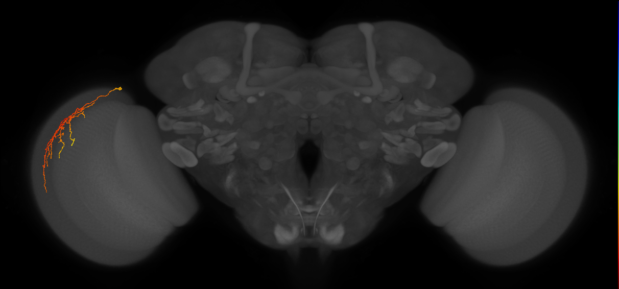 Cm12_L (MaleCNS:524961)