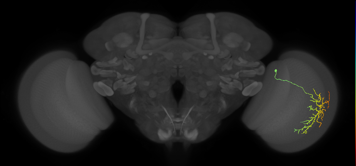 Cm12_R (MaleCNS:45855)