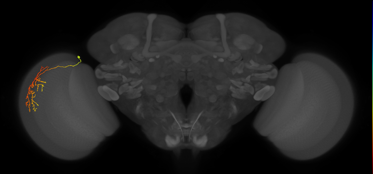 Cm12_L (MaleCNS:82370)