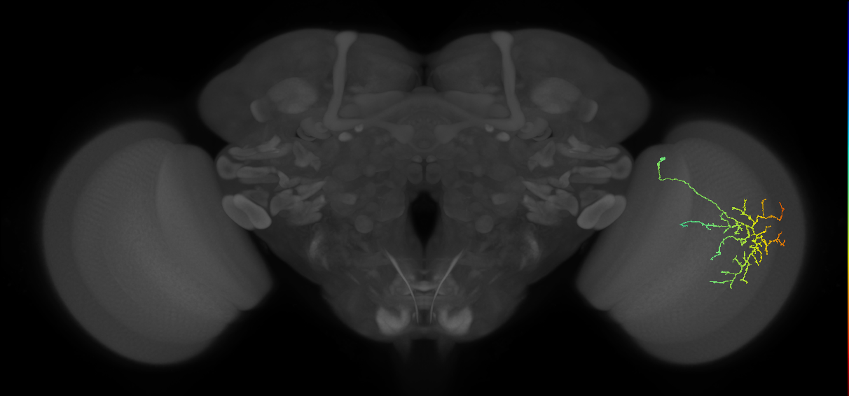 Cm12_R (MaleCNS:58620)