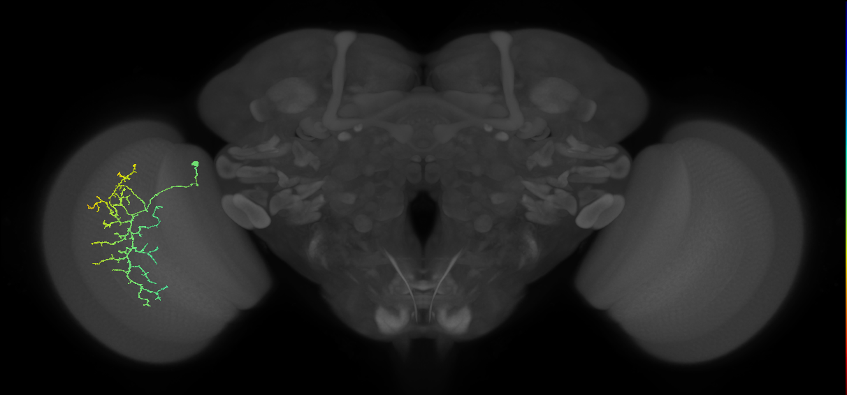 Cm12_L (MaleCNS:47473)