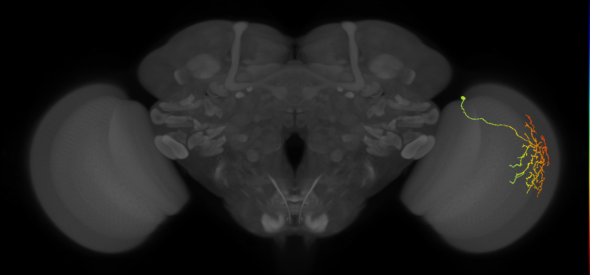 Cm12_R (MaleCNS:47826)
