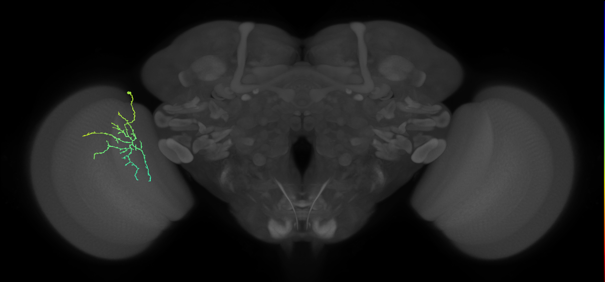 Cm12_L (MaleCNS:547811)