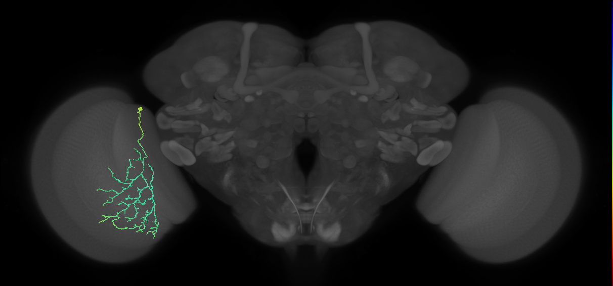Cm12_L (MaleCNS:69126)