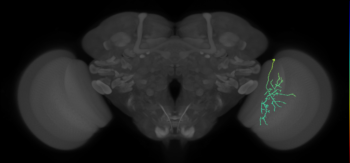 Cm12_R (MaleCNS:73817)