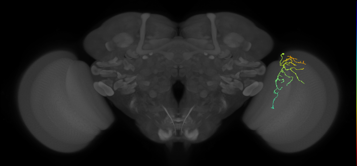 Cm12_R (MaleCNS:97774)