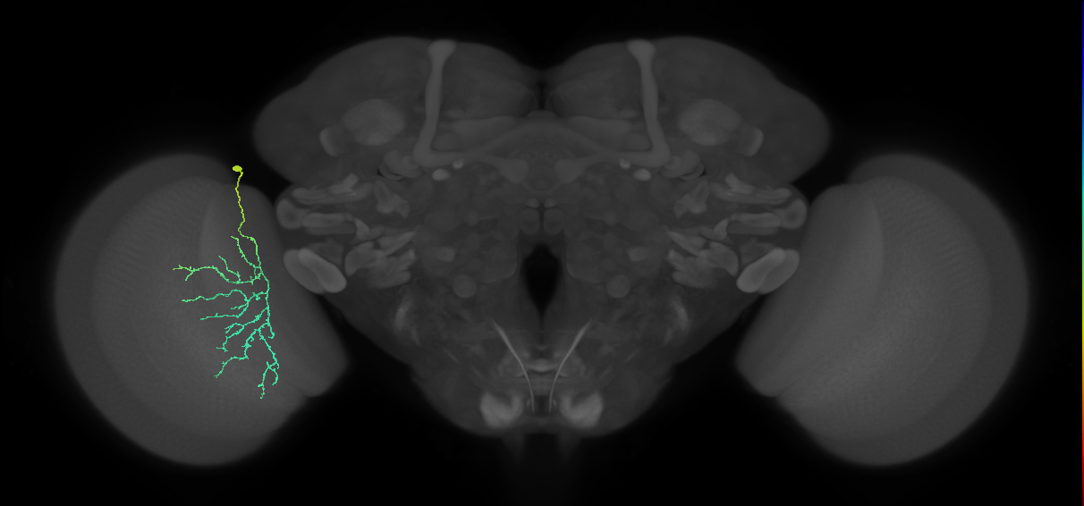 Cm12_L (MaleCNS:161398)