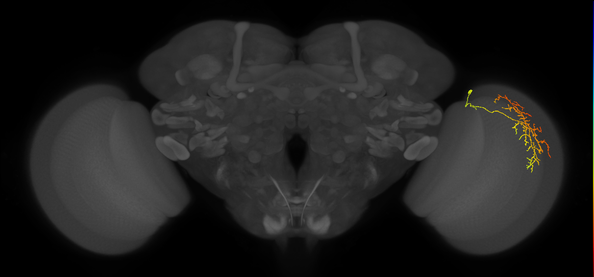 Cm12_R (MaleCNS:60313)