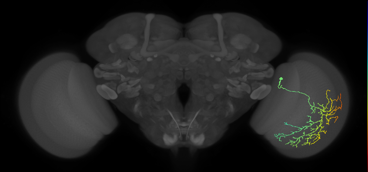 Cm12_R (MaleCNS:25917)