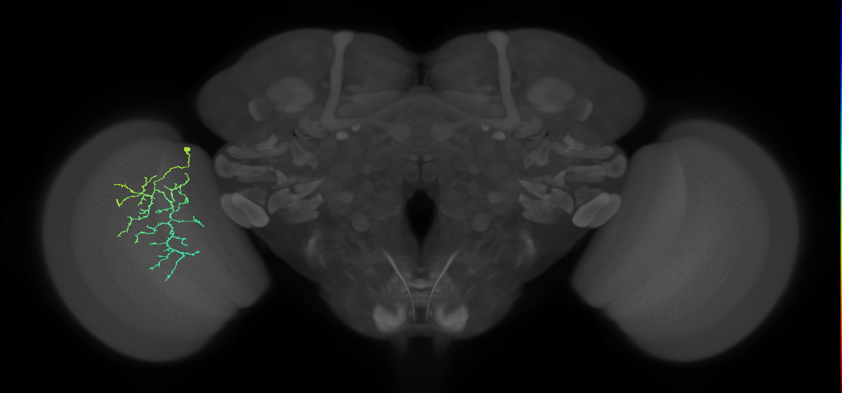 Cm12_L (MaleCNS:88633)