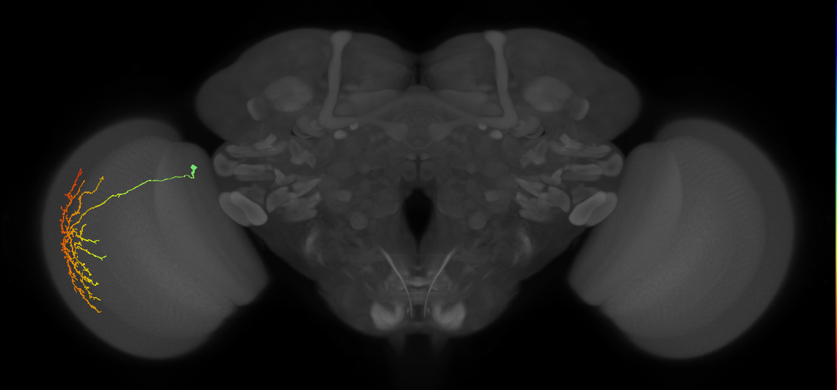 Cm12_L (MaleCNS:140937)