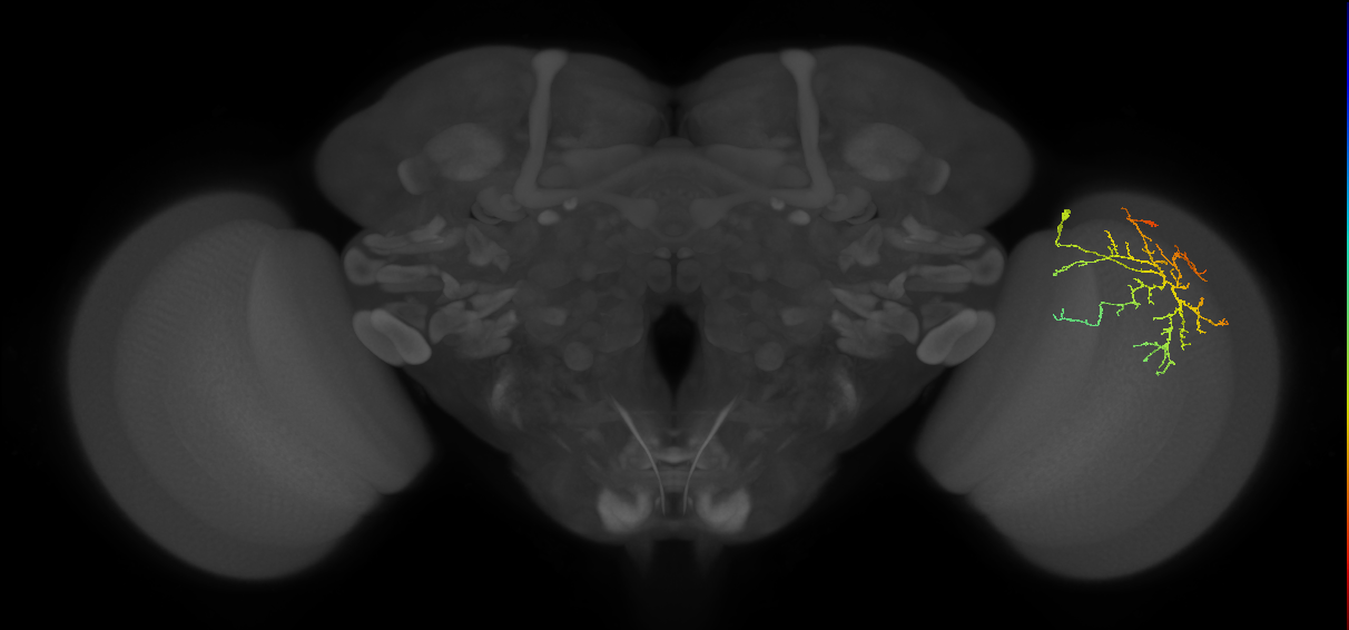 Cm12_R (MaleCNS:63661)