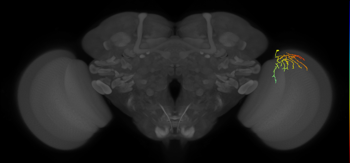 Cm12_R (MaleCNS:78451)