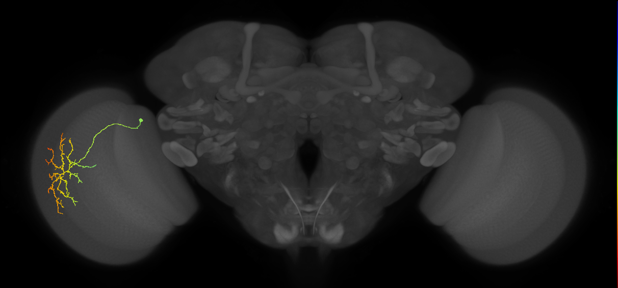 Cm12_L (MaleCNS:514631)