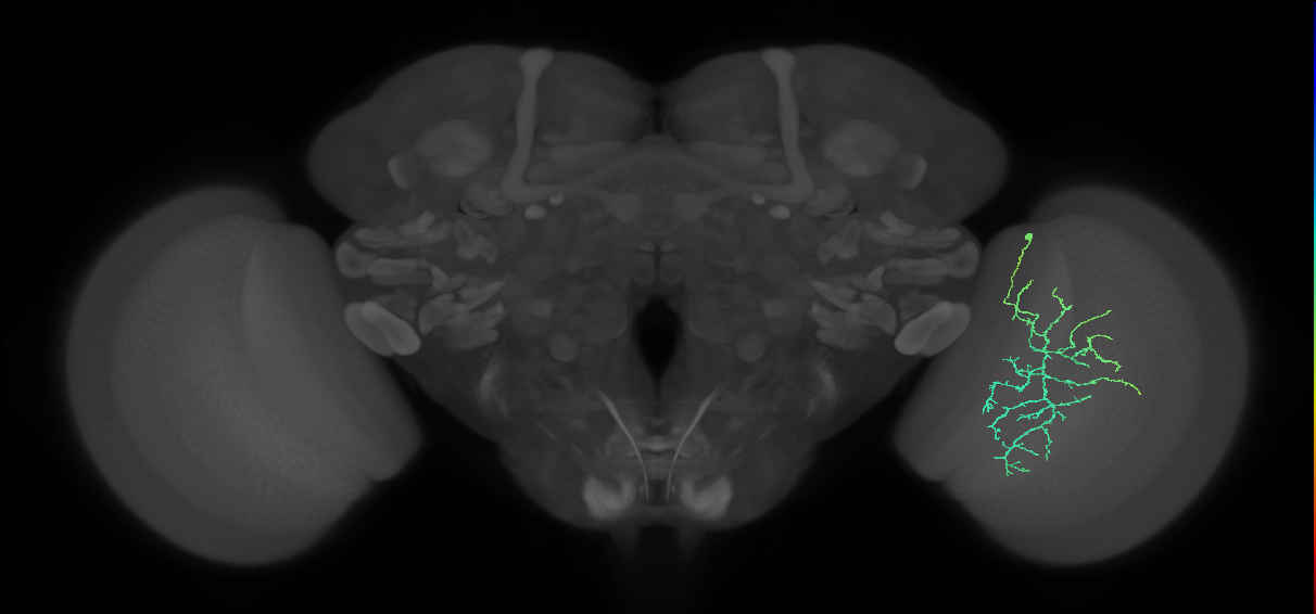 Cm12_R (MaleCNS:61854)