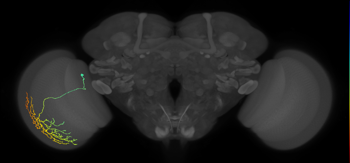 Cm12_L (MaleCNS:26999)