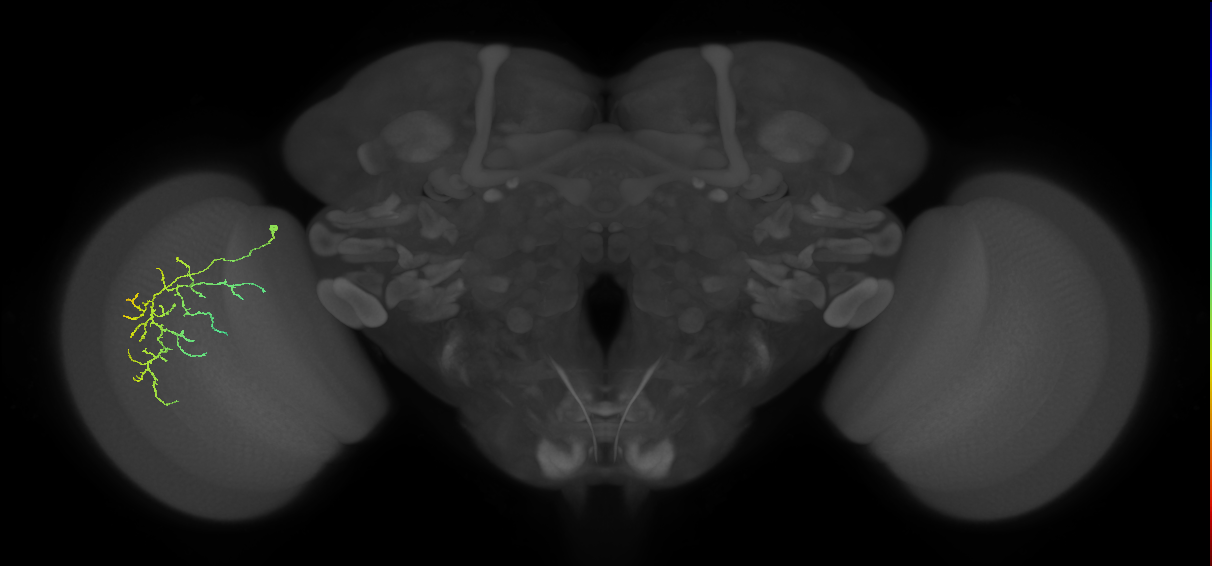 Cm12_L (MaleCNS:544155)