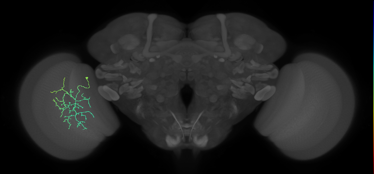 Cm12_L (MaleCNS:56429)