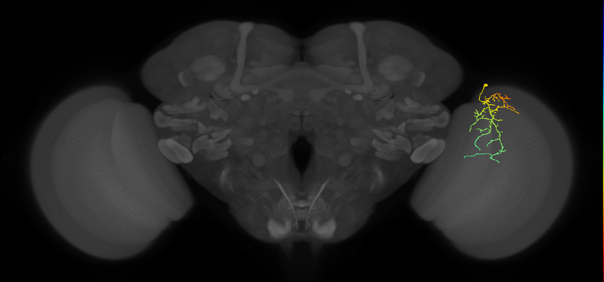 Cm12_R (MaleCNS:88136)