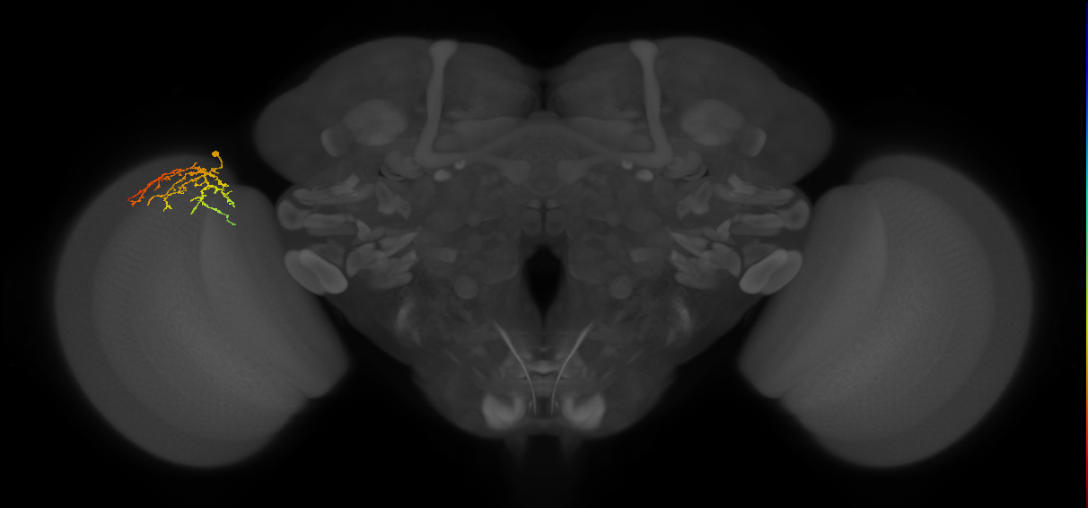 Cm12_L (MaleCNS:142497)