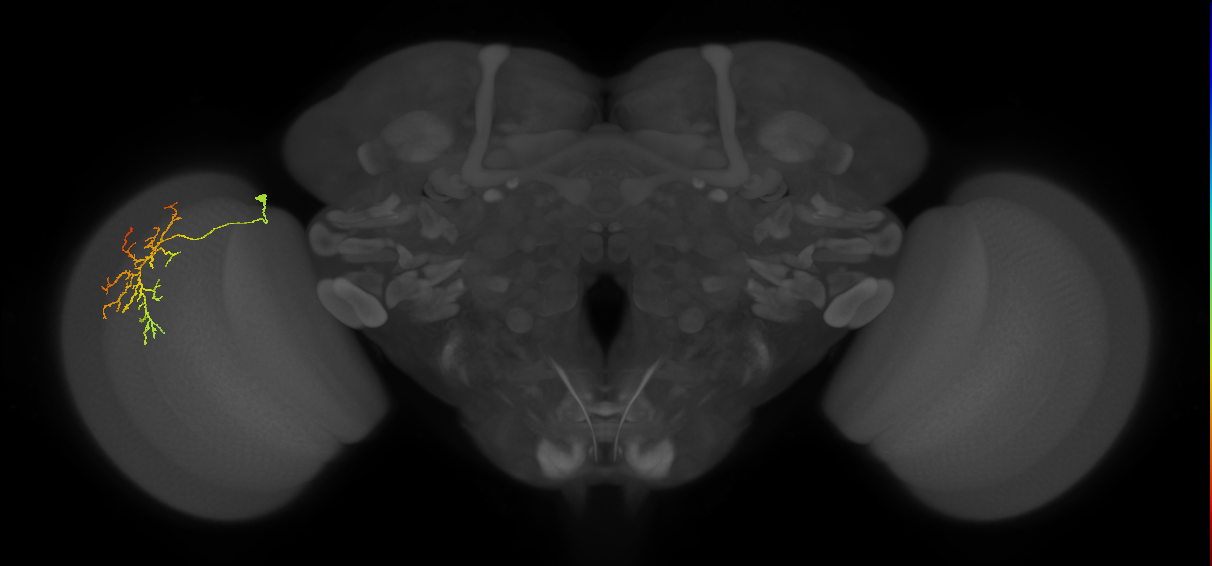 Cm12_L (MaleCNS:75113)