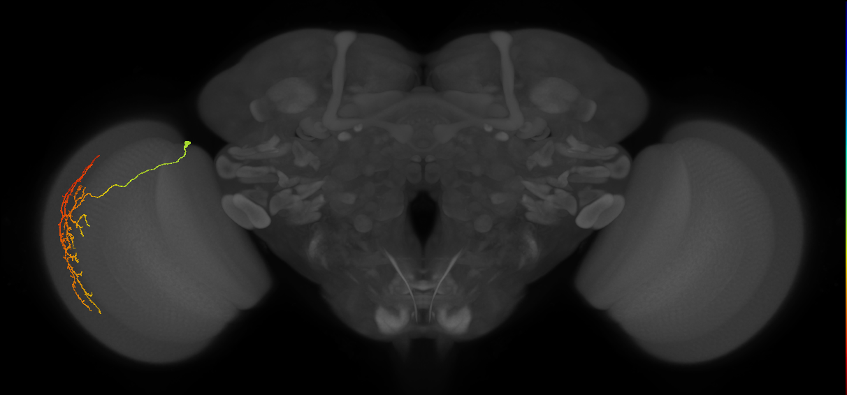 Cm12_L (MaleCNS:15396)