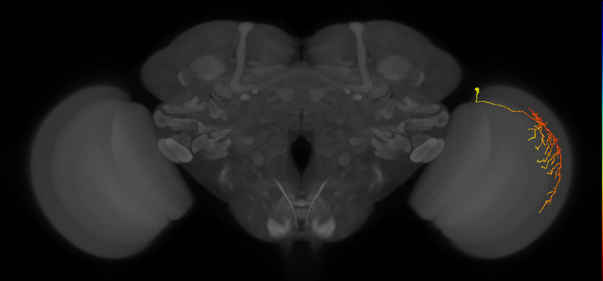 Cm12_R (MaleCNS:52517)